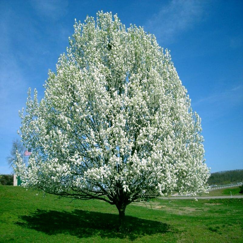 Bradford Pear Tree Seeds (Pyrus calleryana) “Callery” Fast Cold Hardy to Zone 4
