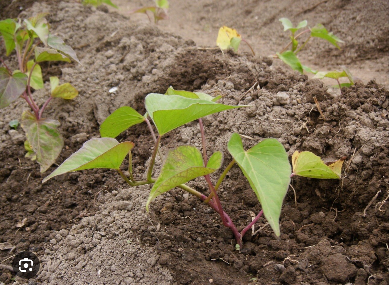 10 Purple Molokai Sweet Potato Slips/ Cuttings / Molokai Sweet Potato Slips