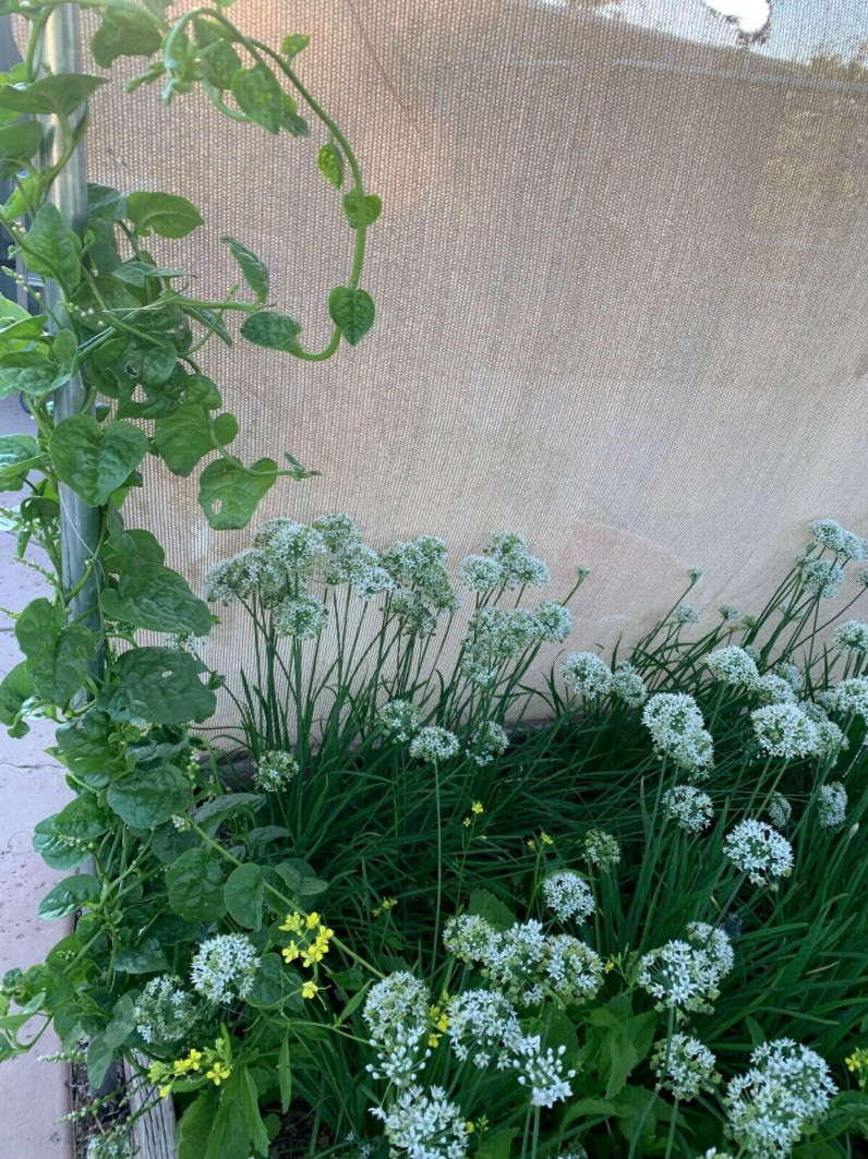 White Water ,Buffalo Spinach,CHIVES, Seeds(Rau Muống,Hẹ ,Rau Ngổ not Ngò Ôm)