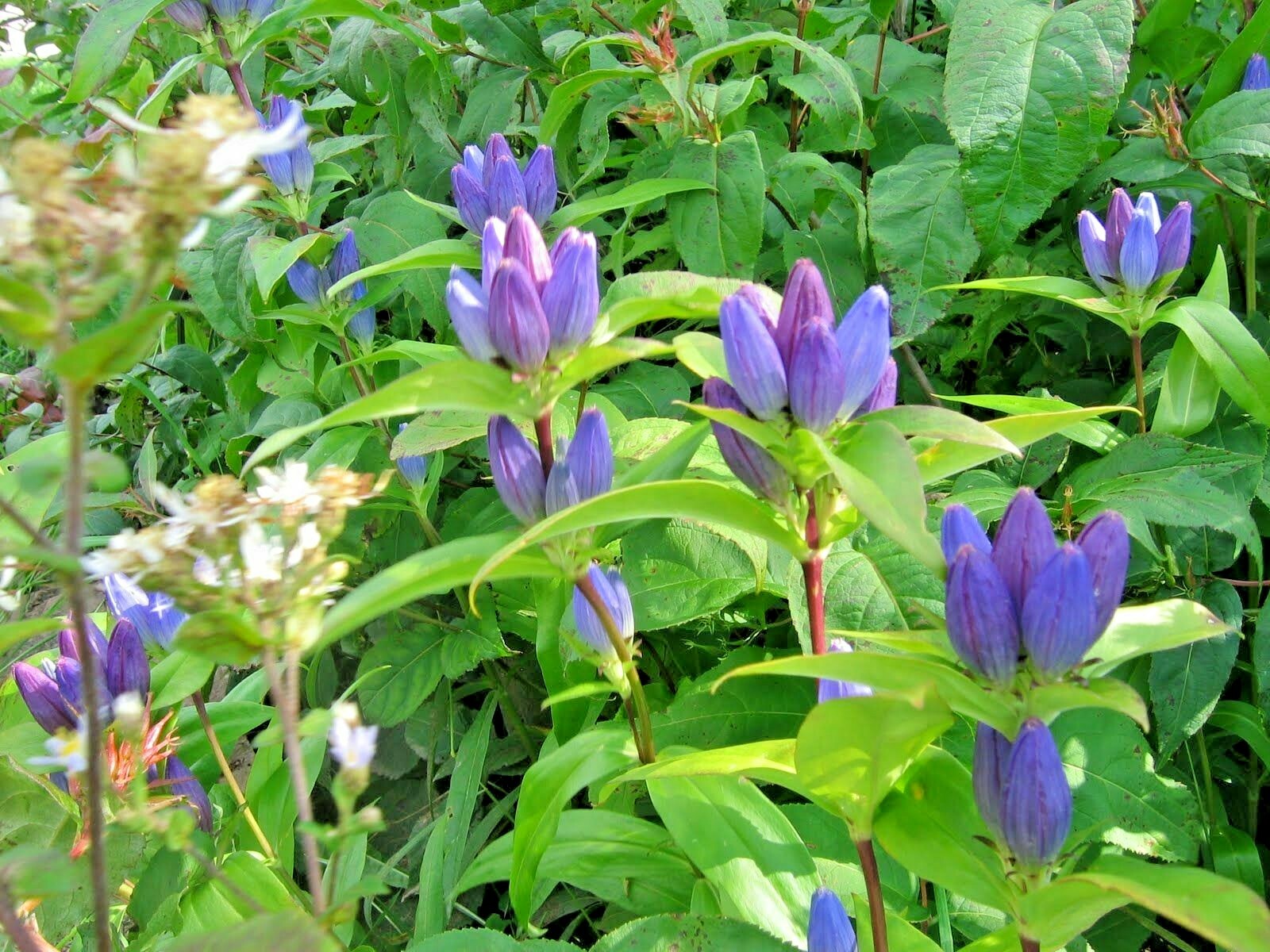 301+BOTTLE GENTIAN Seeds Perennial Native Wildflower Shade Garden Pato Container
