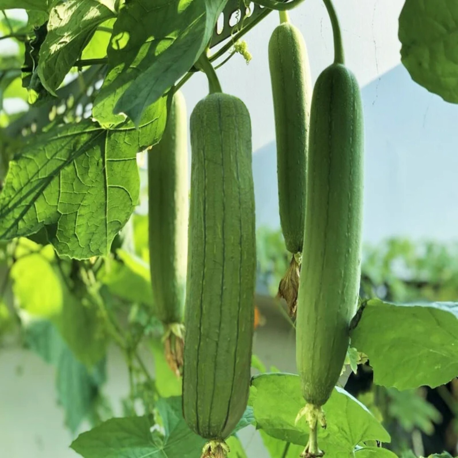 30pcs Luffa Chubby Pier Gourd Seeds – Non-GMO, Loofah Sponge Gourd Seeds.