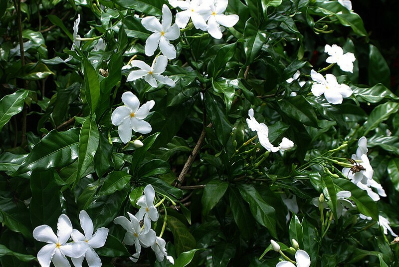 Tabernaemontana divaricata CRAPE JASMINE Seeds!