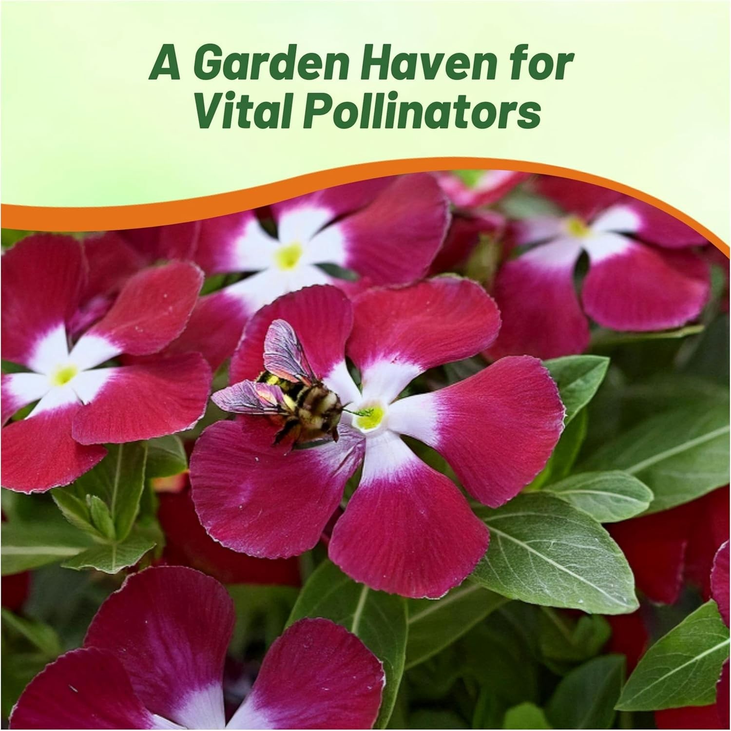 50 Seeds Drought Tolerant Burgundy Vinca Flower & Ground Cover Plant Seed