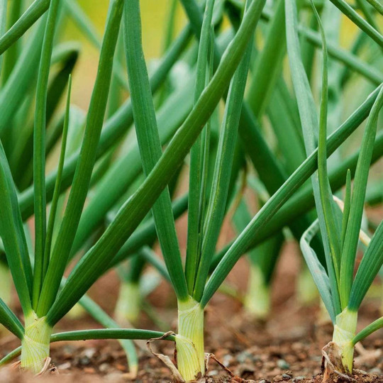 Tokyo Long White Scallion Seeds | Perennial Spring Green Onion Seed 2024