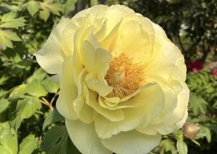 10 Golden yellow peony seeds, emitting a pleasant fragrance. Free shipping