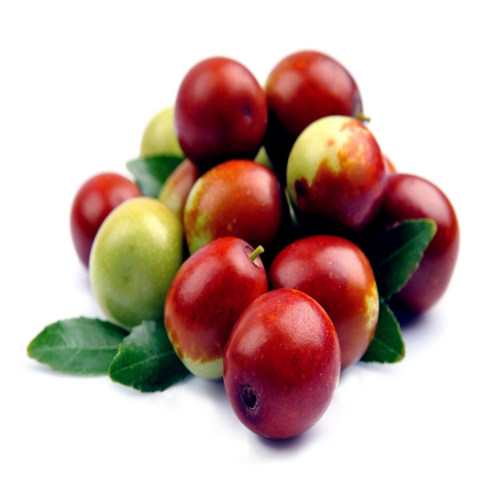 JOJOBA TREE SEEDS (Simmondsia chinensis) Medicinal Fruit Oil Goat Nut Plant RARE