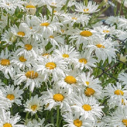 1,000 Shasta Daisy Flower Seeds Chrysanthemum Maximum Perennial All US Zones