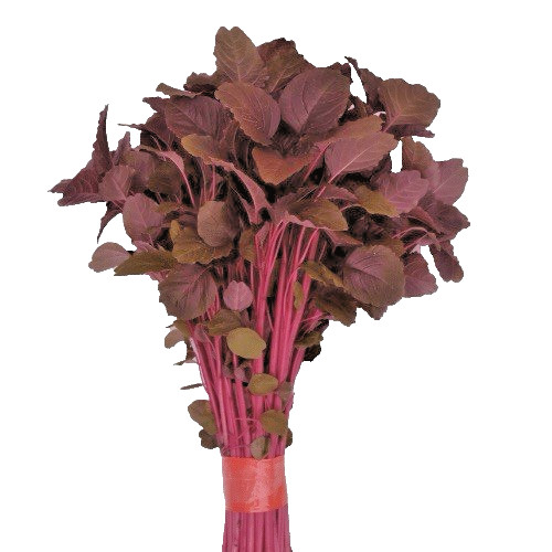 Red Amaranth (Lal Shak) – Lal Tuktuki for Planting 100 Grams