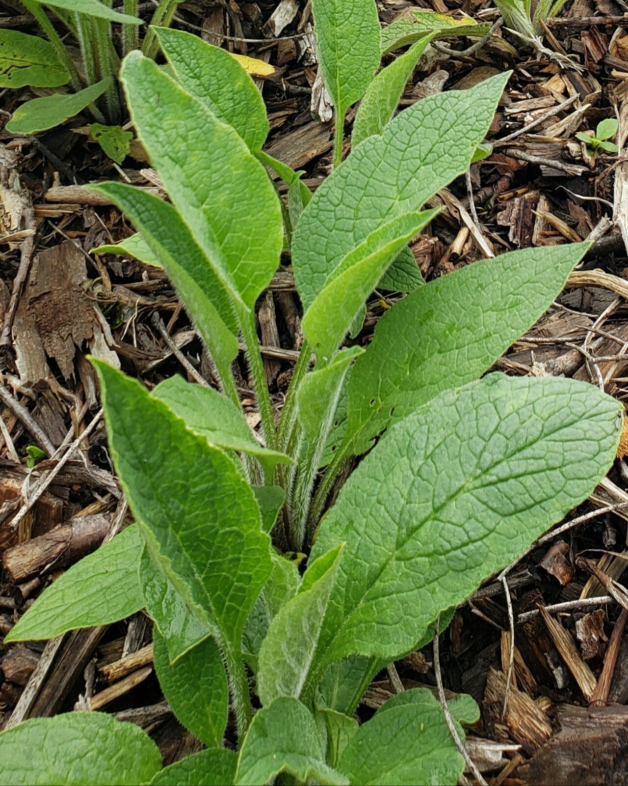 5 organic COMFREY Bocking 14 plants [not just roots] Healthy & Healing Herb