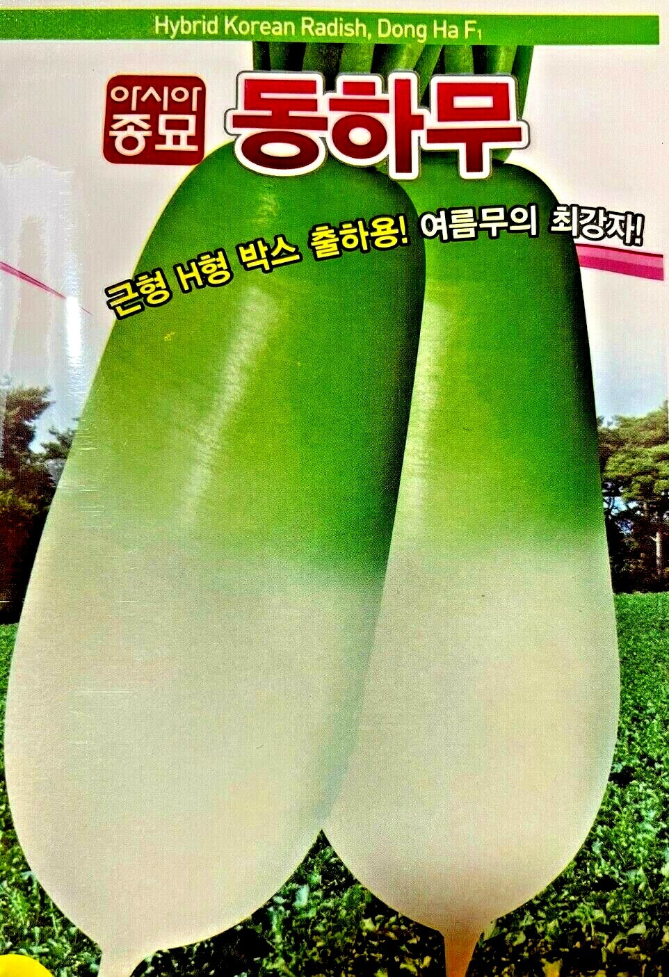 50 + Hybrid Korean Radish Dong Ha Radish F1 Seeds