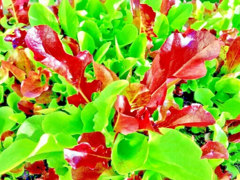 1000+ SEEDS LETTUCE SPRING MESCLUN MIX GREENS VEGETABLE GARDEN HEIRLOOM NON-GMO