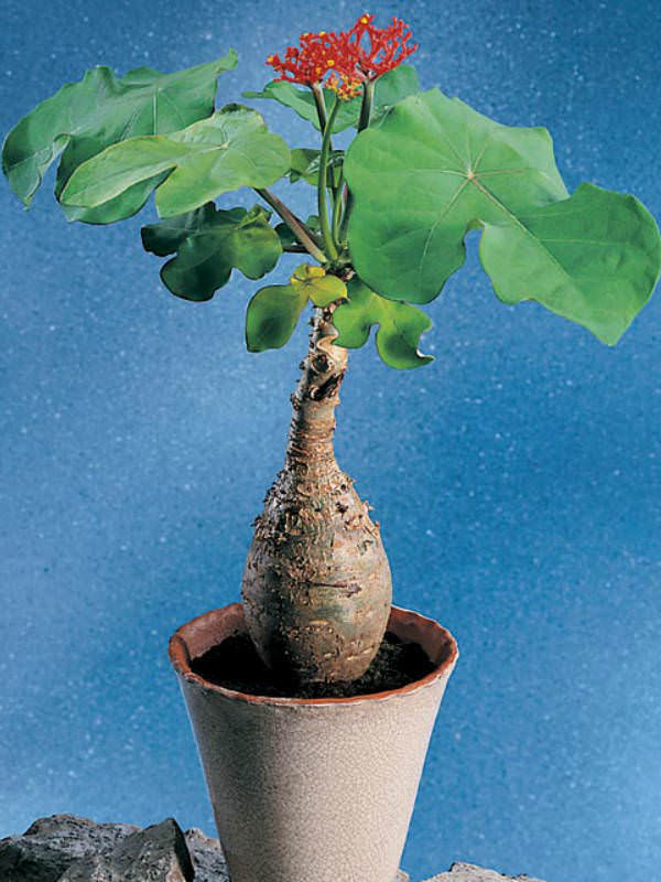 Live Plant or seeds ! RARE ! Buddha Belly Plant BONSAI Succulent Caudex