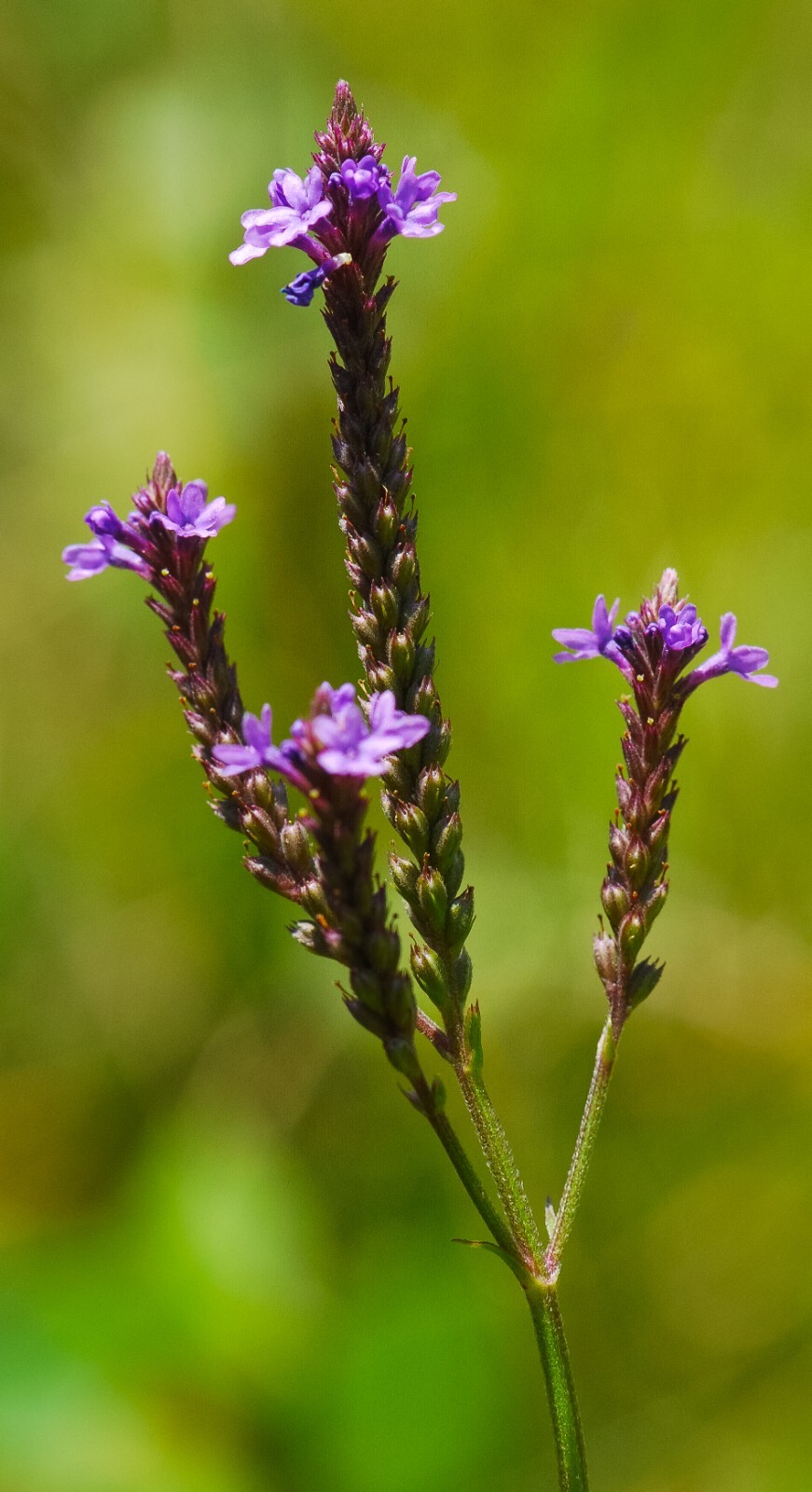 500 Blue Vervain Seeds – Verbena hastata Seeds – Medicinal Herb – Lovely Flower!