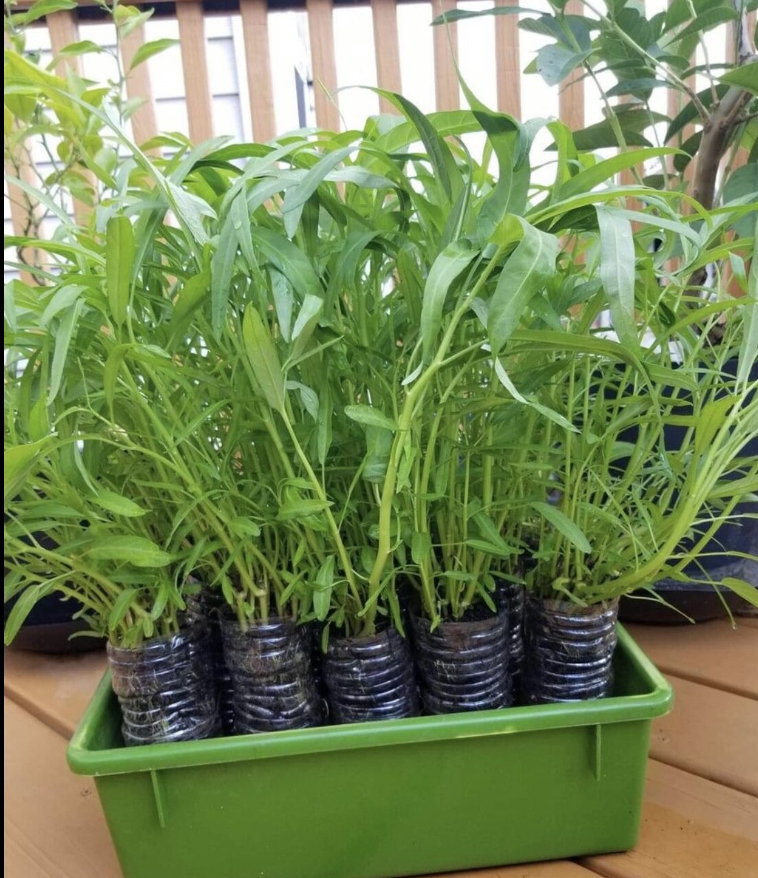 Water spinach seeds, morning glory seeds, Ong choy, 100+ From Florida Garden