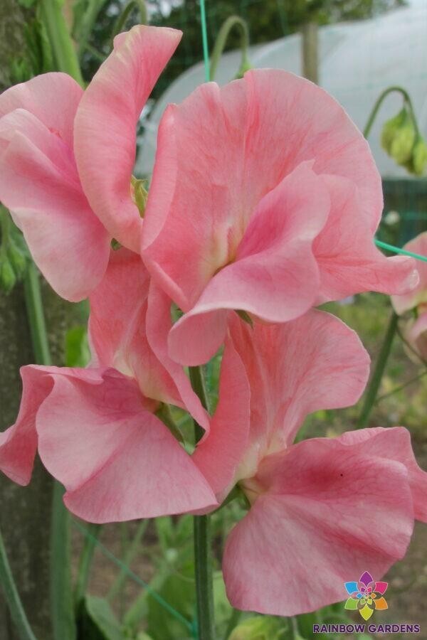 50+ Susan Burgess Sweet Pea Seeds for Garden Planting – USA – FREE SHIPPING!