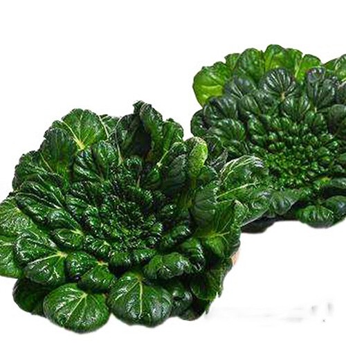 Non-GMO Asian Vegetable Seeds 4 Variety（黑大头，矮脚黄，乌塌菜，早熟5号）Pack #1 3000+seeds