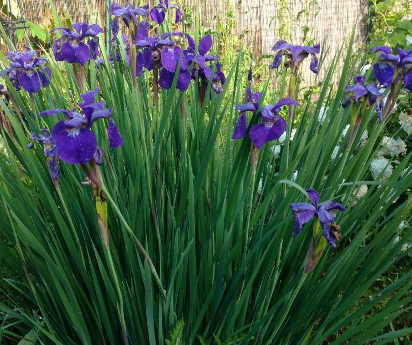SIBERIAN IRIS SIBERICA – 100+ MIXED COLOR SEEDS – NEW CROP! – USA MADE – LOOK!