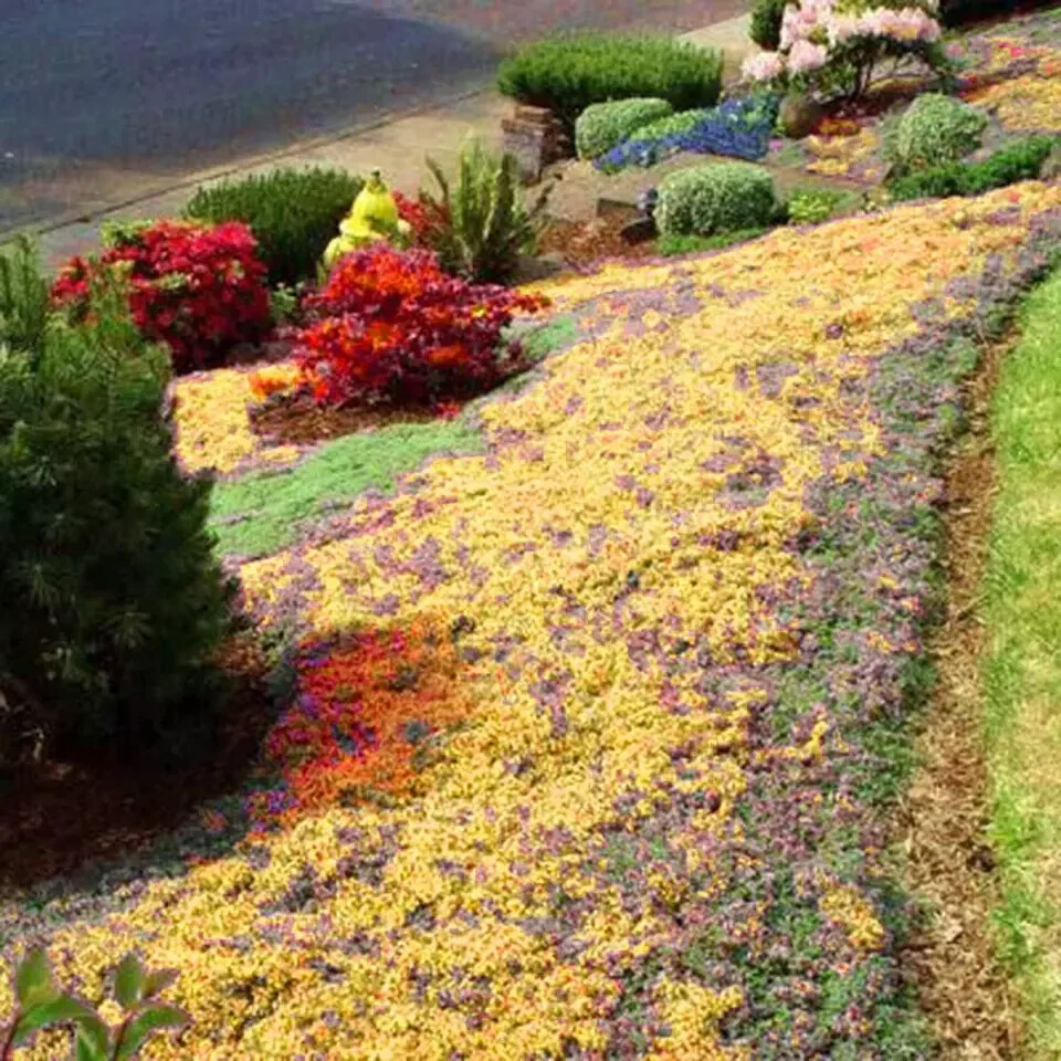 2000+ Yellow Creeping Thyme Seeds For Planting Thymus Serpyllum – Heirloom Cover