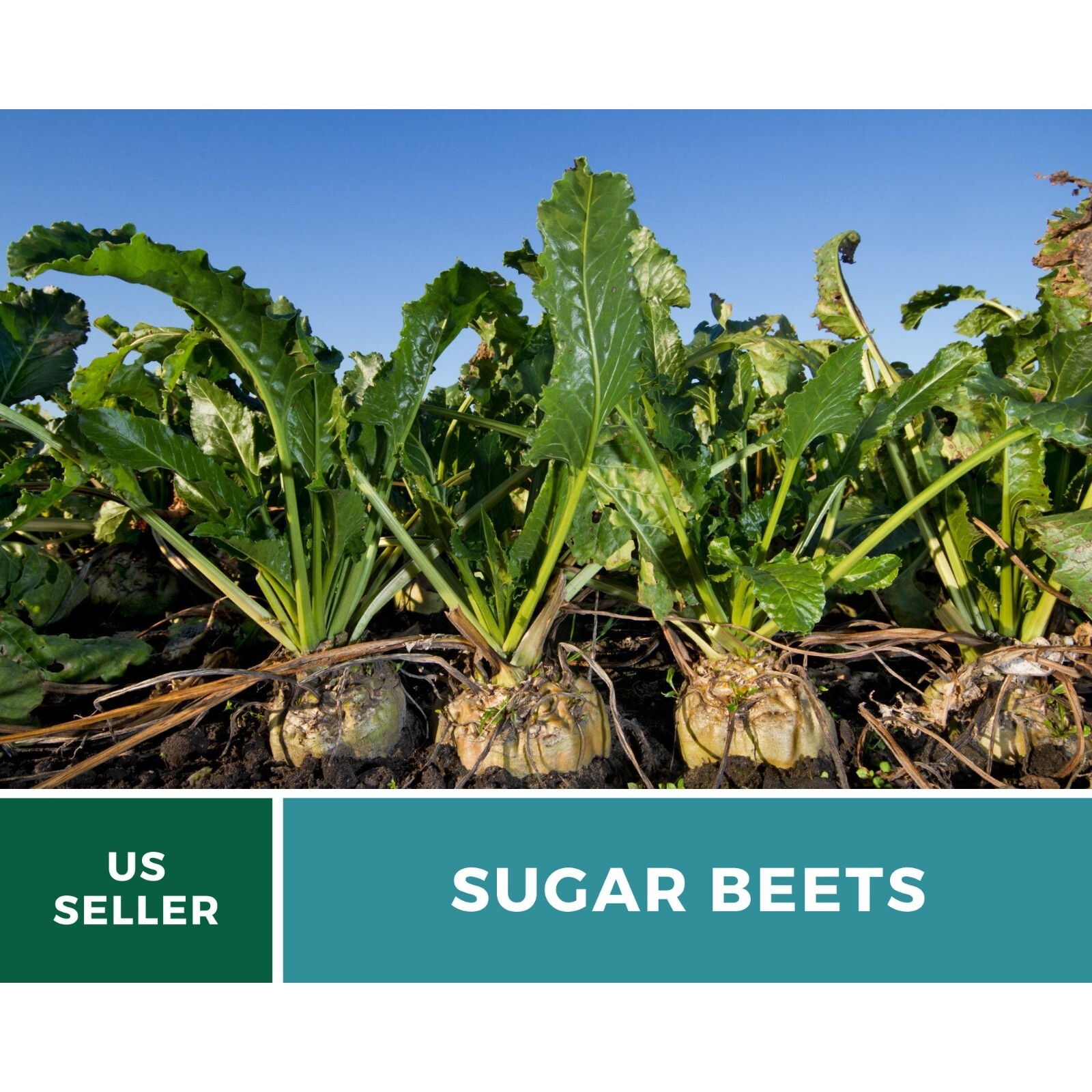 Beet, Sugar – 50 Seeds, Heirloom Vegetable (Beta vulgaris)