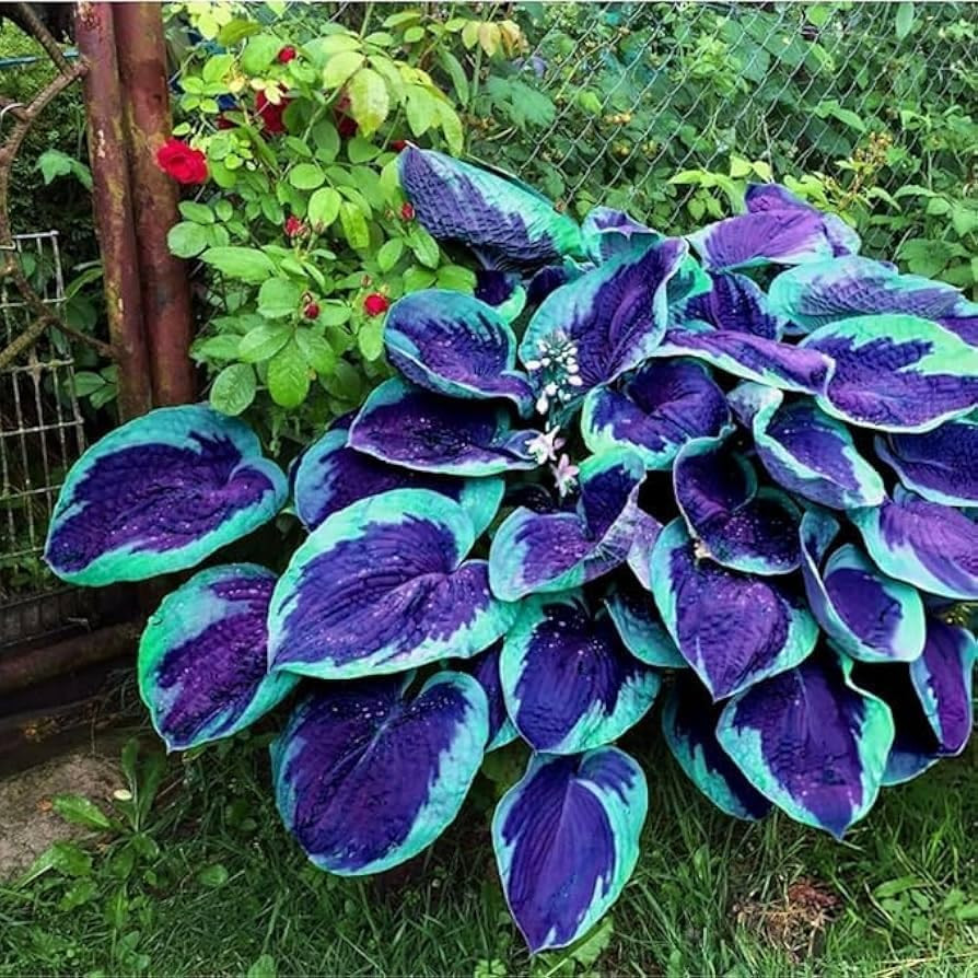 Mixed Hosta Seeds Collection(300+ Seeds),Variegated & Blue Foliage Shade Plants,