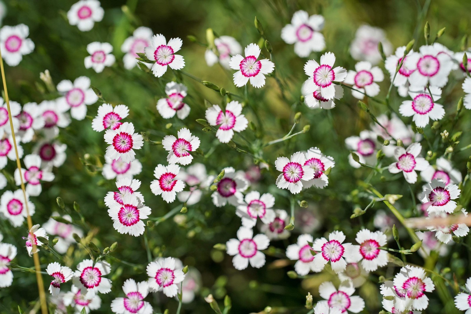 550 MAIDEN PINKS Dianthus Deltoides Flower Seeds