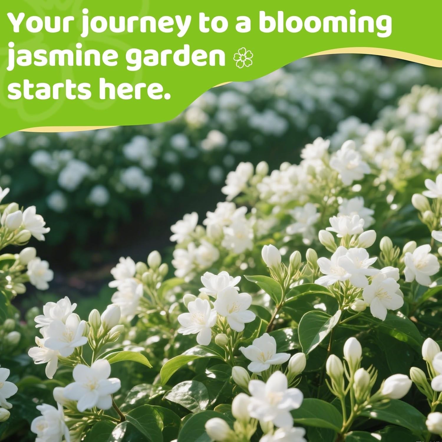 400+ Climbing Jasmine Flower Seeds for Planting – Easy to Grow, Non-GMO, High…
