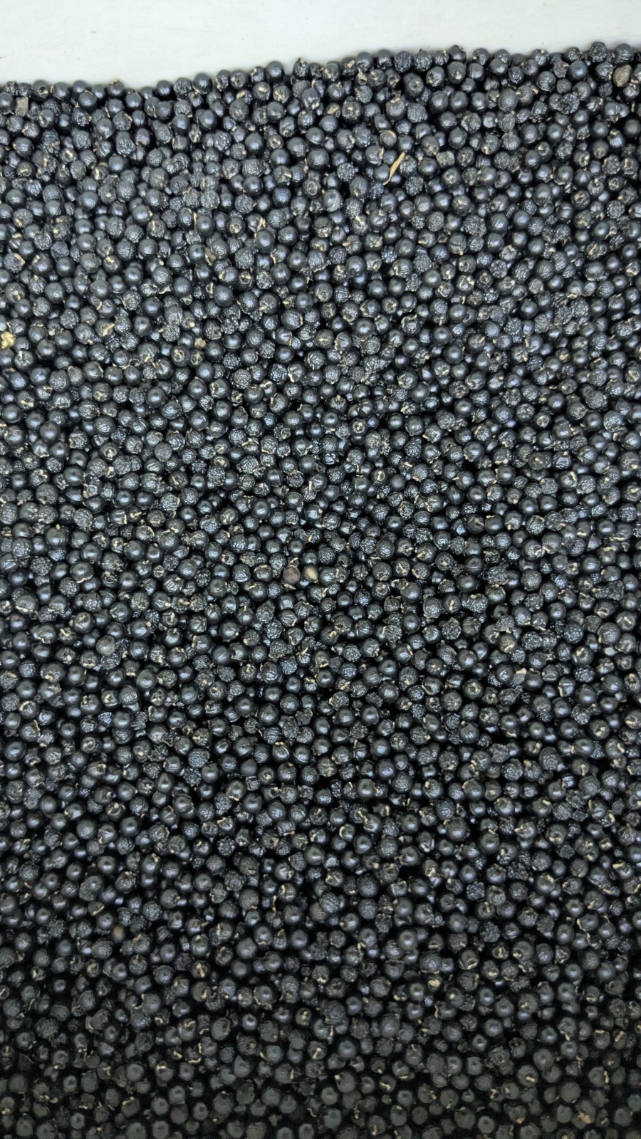 200++ Ramp Seeds aka Wild Leek and Allium Tricoccum. 2025 Wild Harvested.