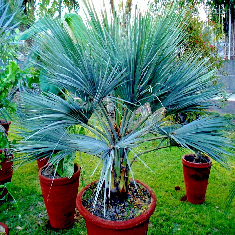 100 Mexican Blue Hesper Fan Palm Tree Seeds Grey Goddess Tropical Cold Hardy!