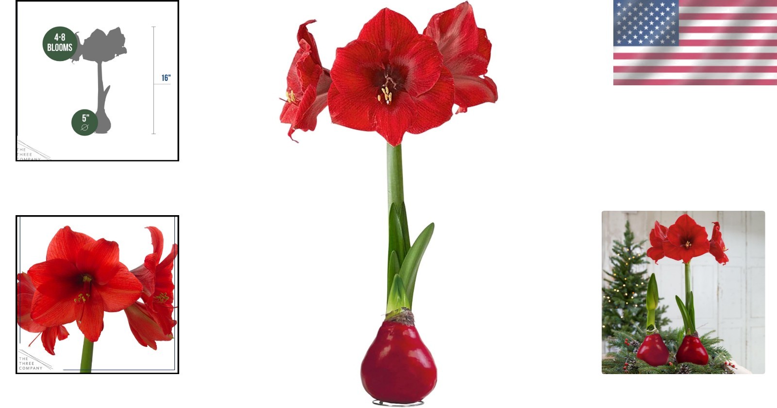 Festive Red Waxed Amaryllis Bulb – Easy Care, Live Holiday Gift