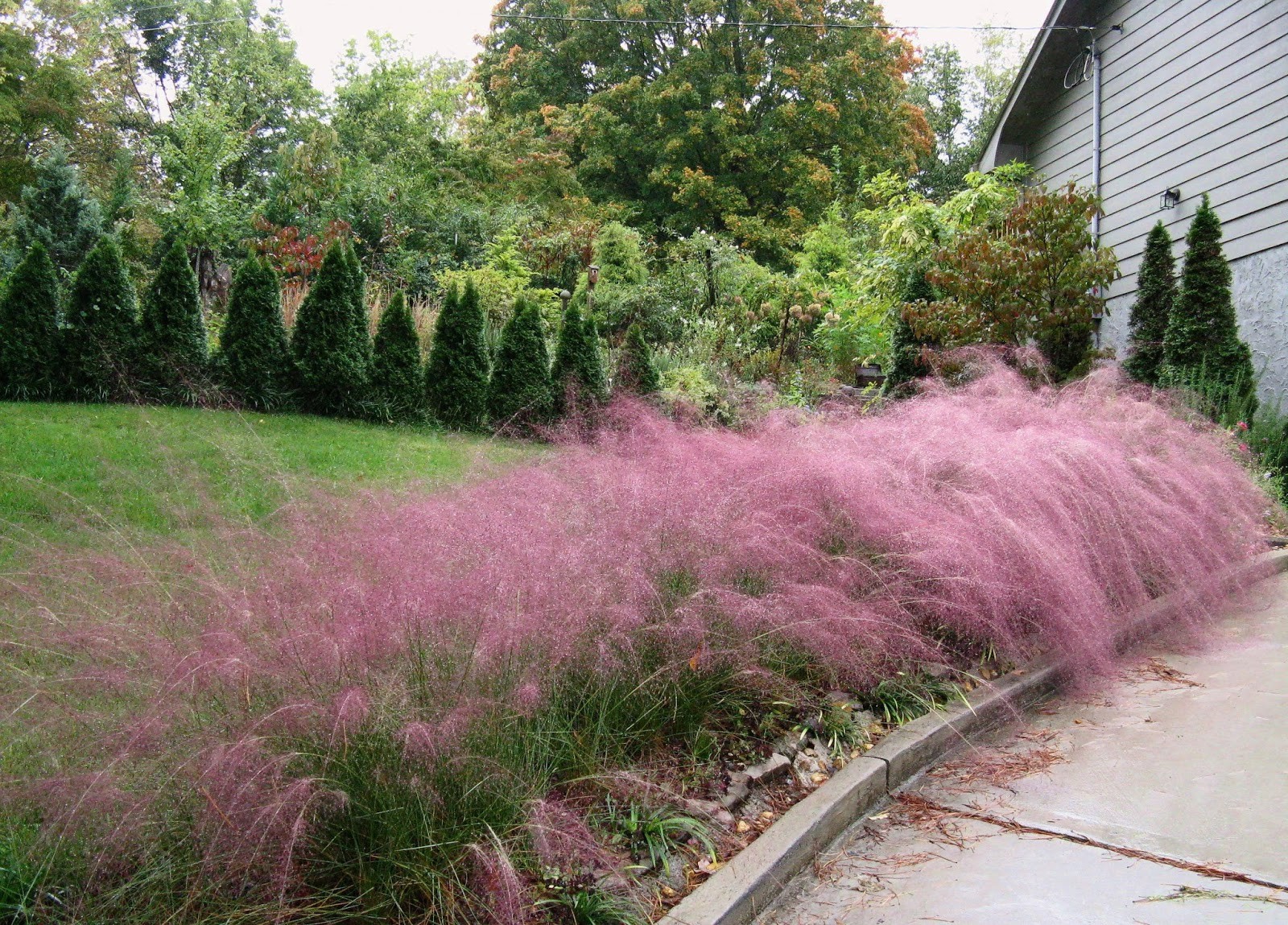 Pink Muhly Grass Muhlenbergia Capillaris 10 Seeds Free Shipping!