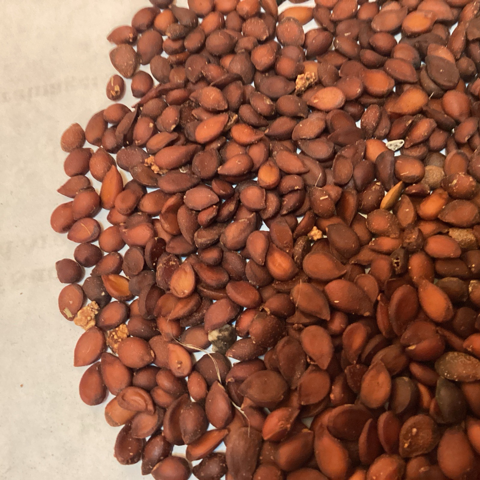 Common Pear Tree Seeds (10 Seeds) (PYRUS COMMUNIS) (Domestic Pear)