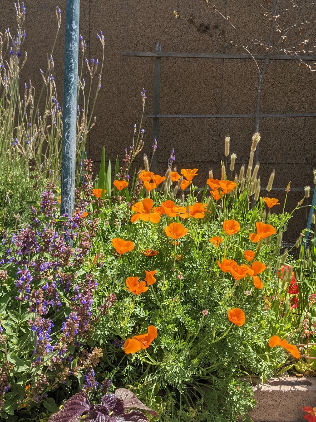California “Gold Rush” Poppies (100+ SEEDS) Eschscholzia. USA Grown 2023 CROP