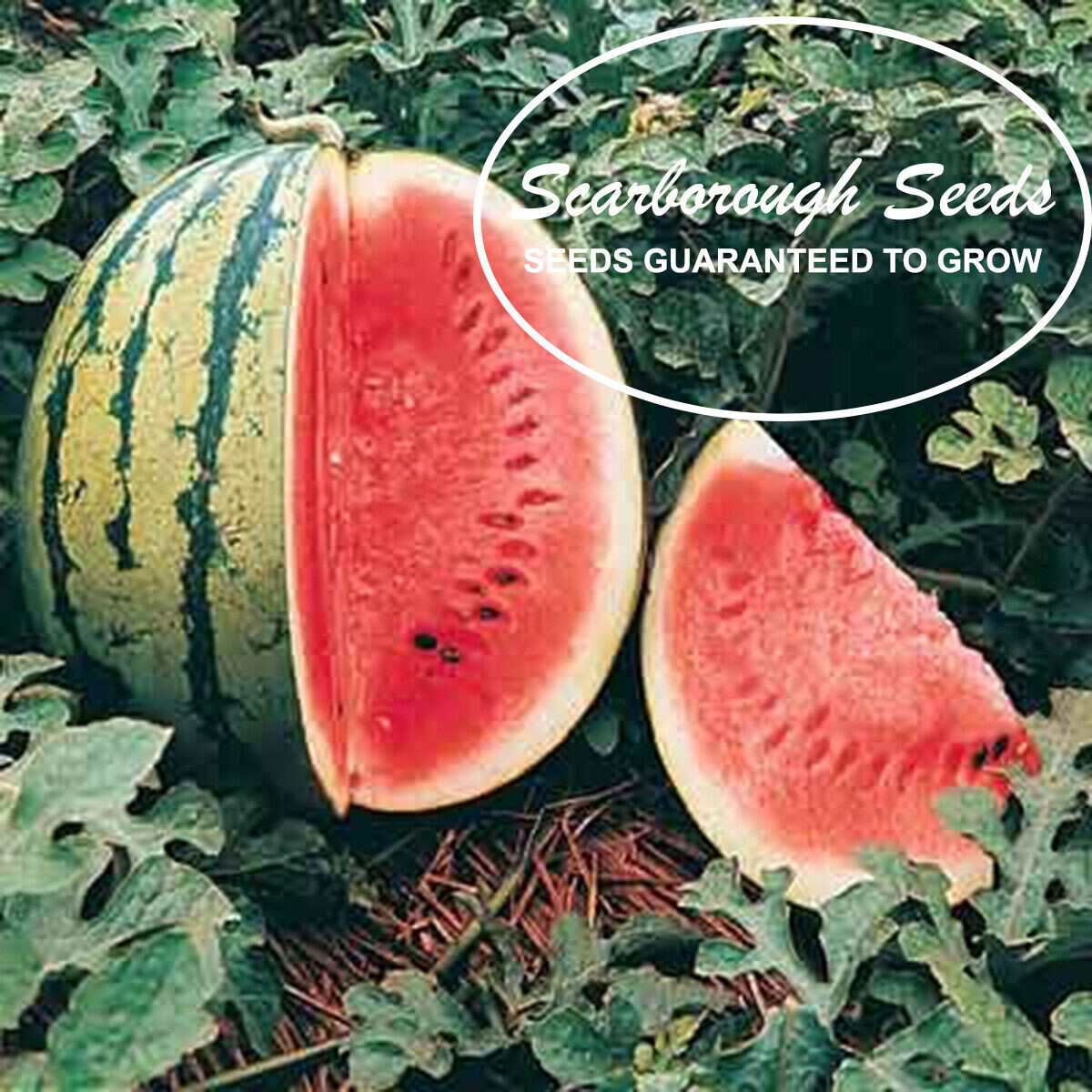 SCARBOROUGH SEEDS Crimson Sweet Watermelon 25 Seeds – ORGANIC – NON-GMO – USA