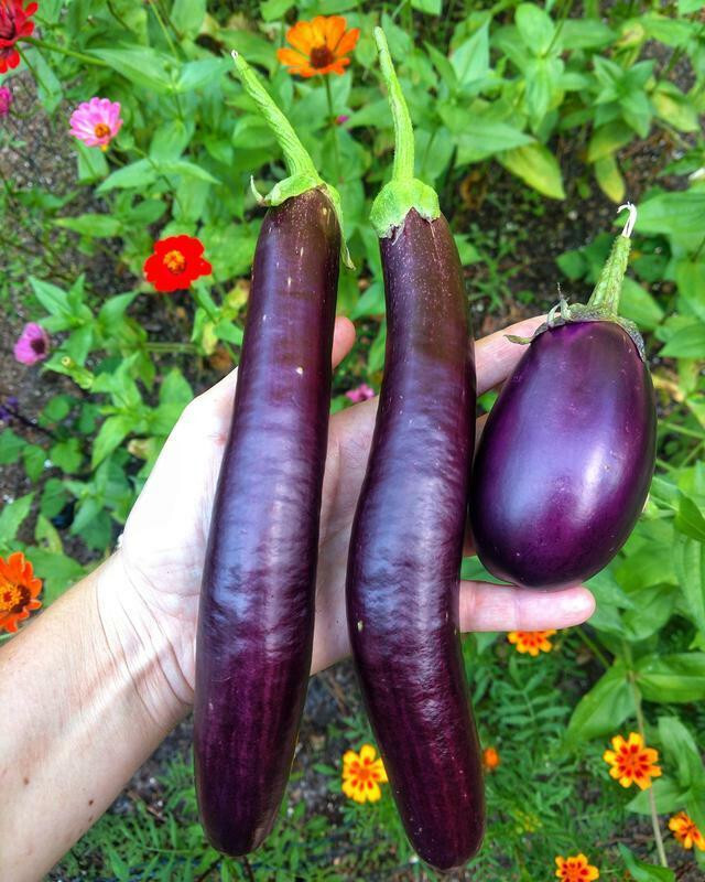 EGGPLANT LONG PURPLE 50 SEEDS FRESH FOR 2024 GARDENS