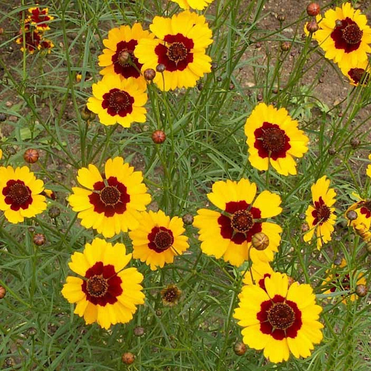 2000 Dwarf Plains Coreopsis Wildflower Seeds – Everwilde Farms Mylar Seed Packet