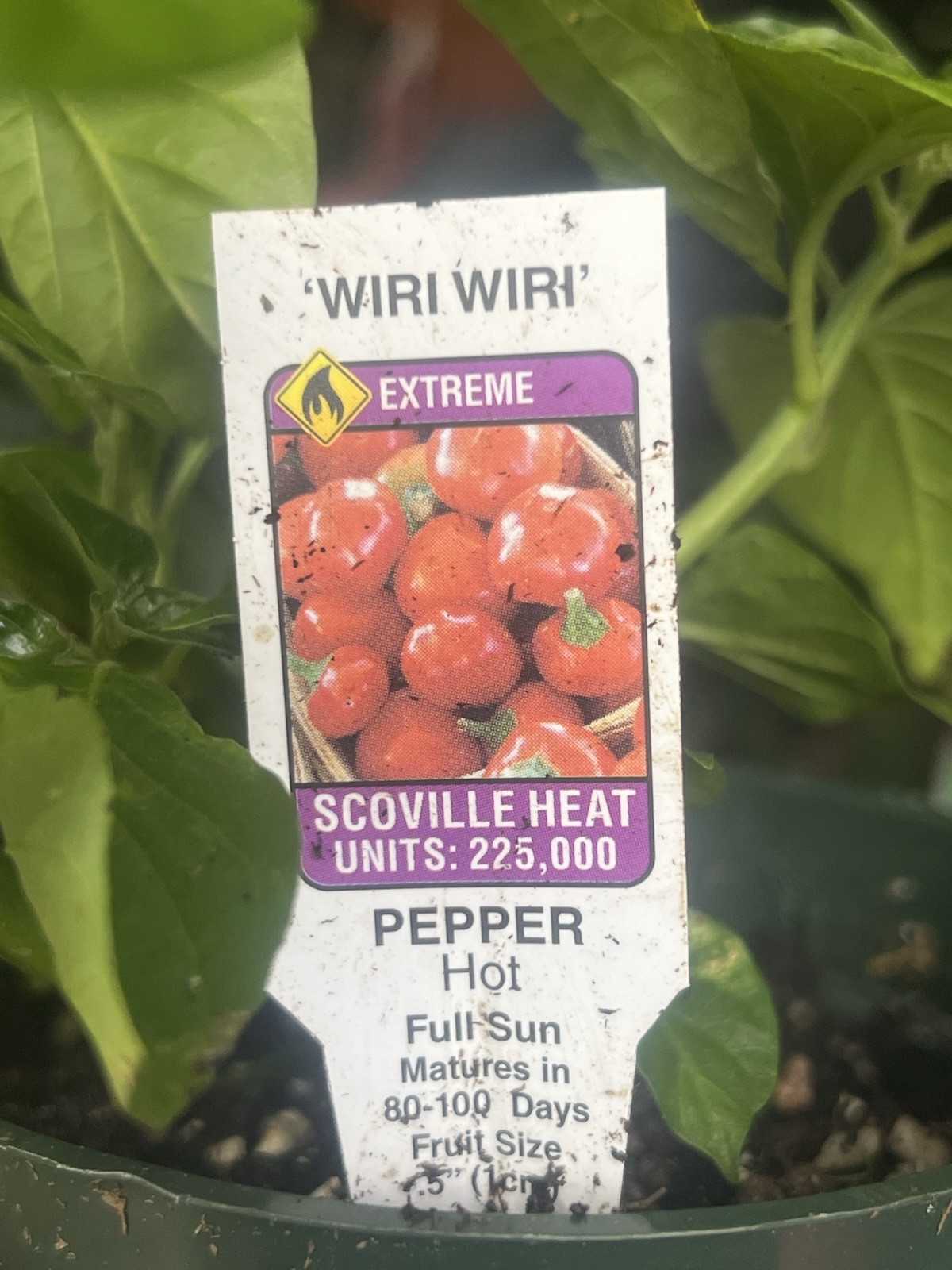 Extremely Hot Wiri Wiri Pepper Plants 225,000 SH One Live Plant In 4” Pot