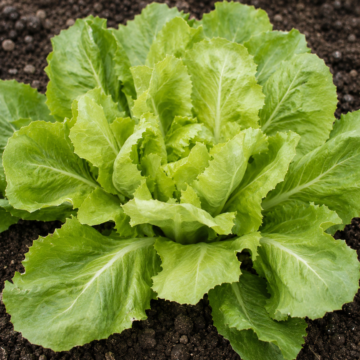 2000+ Batavian Broadleaf Endive Seeds – Heirloom – Non-GMO – Open Pollinating