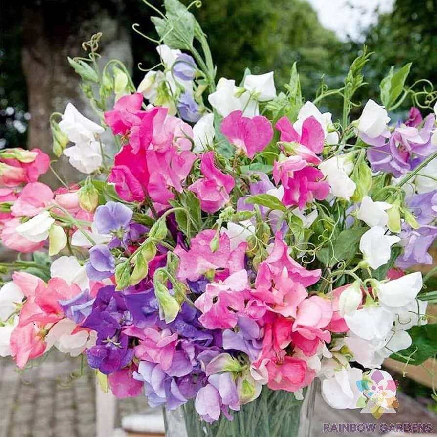 50+ Everlasting Mix Sweet Pea Seeds for Garden Planting – USA – FREE SHIPPING!