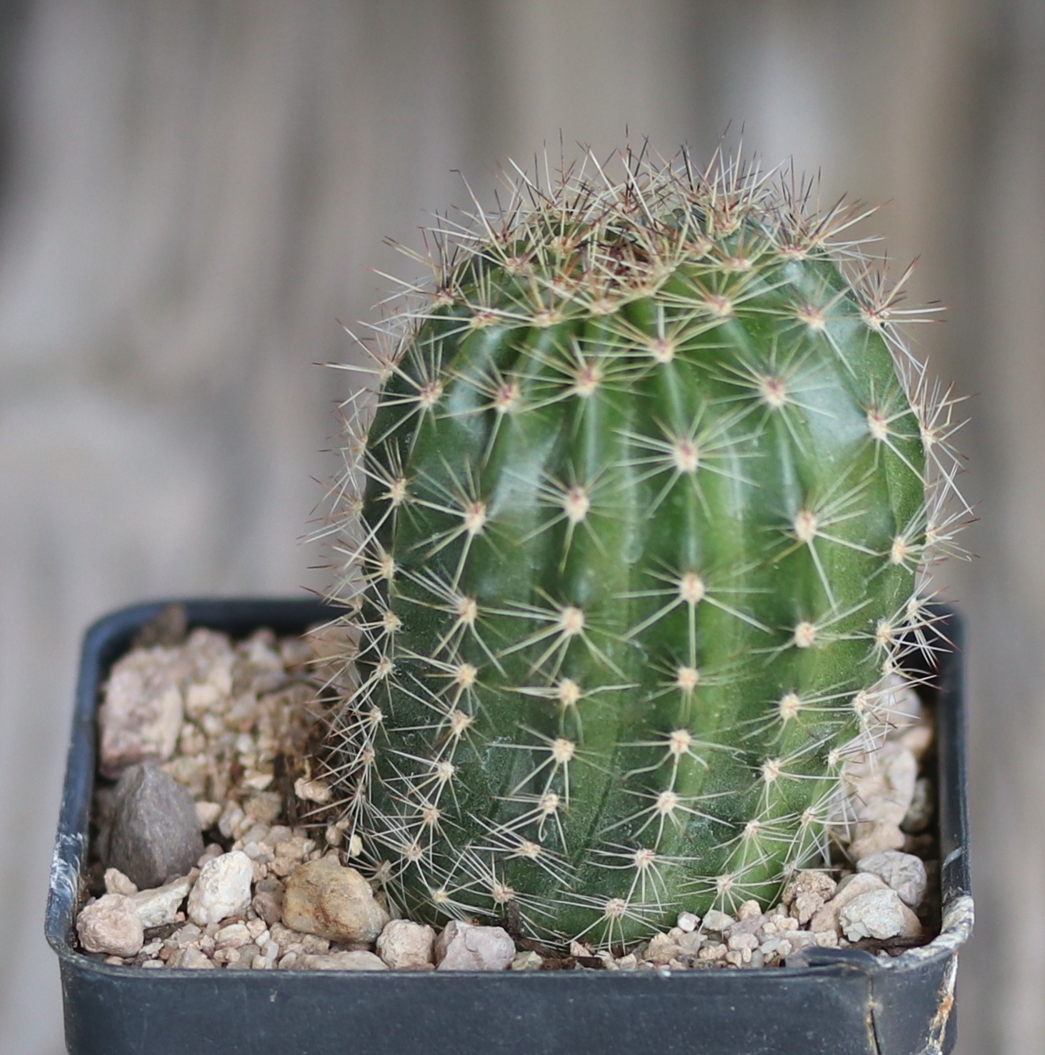 Echinopsis hybrid ‘Pandora’
