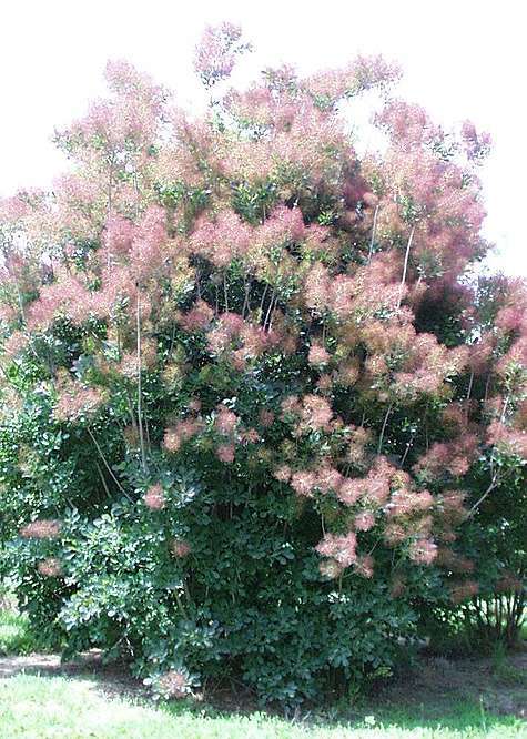 Purple Smoketree, Cotinus coggygria atropurpurea, Seeds