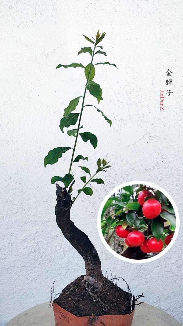 Female Diospyros armata JinDanZi 金弹子 evergreen JinDanZi stump bonsai