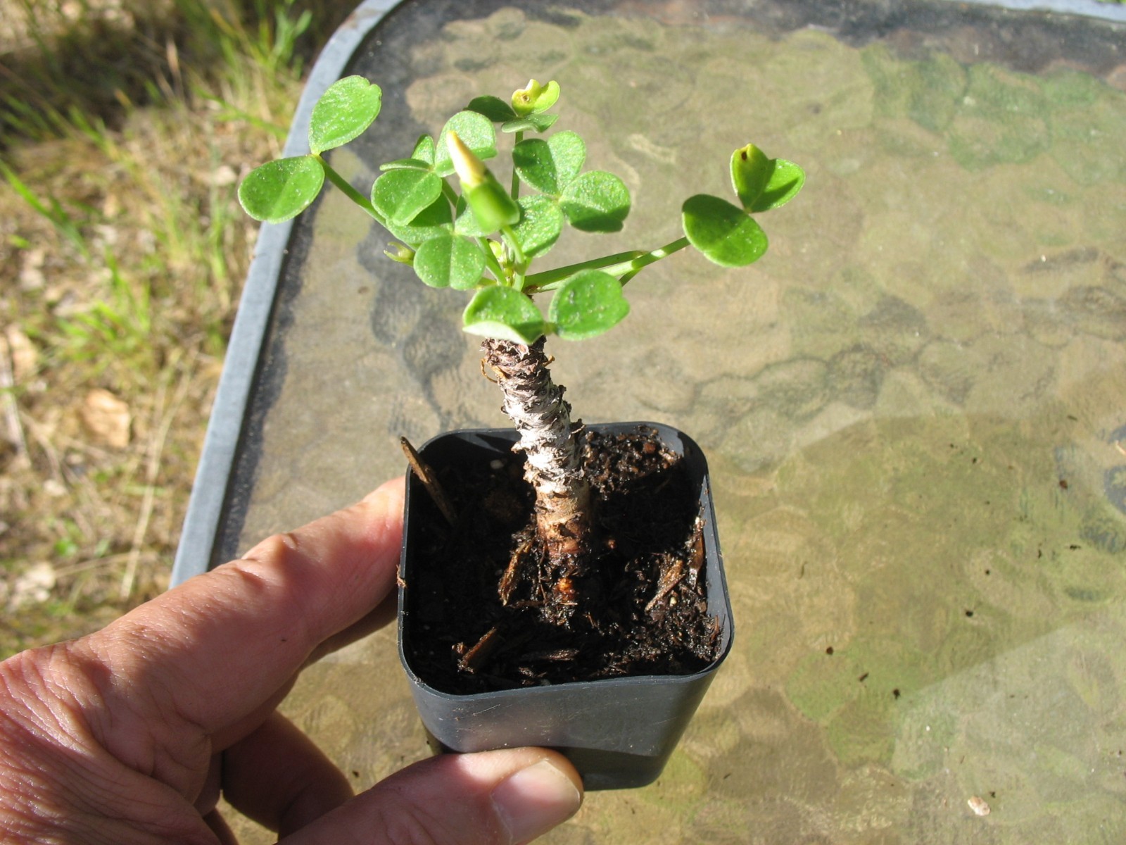 Bonsai Sorrel ~ Oxalis carnosa Caudex Caudiciform megalorrhiza 2″ pot #1