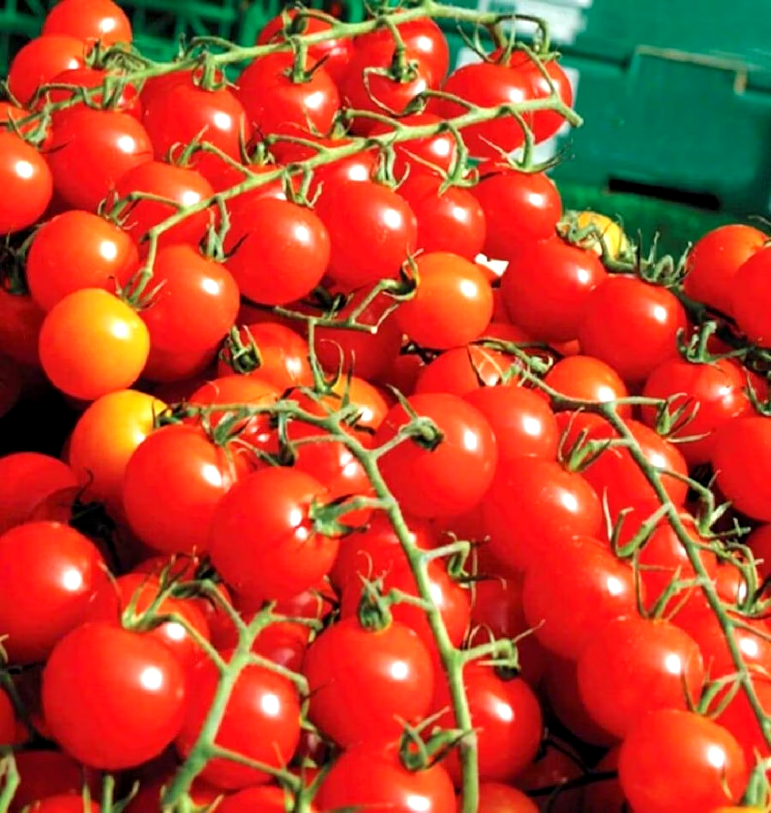 200 CHERRY TOMATOES SUPER SWEET LARGE SEEDS SWEET TASTY HEIRLOOM NON-GMO RARE US