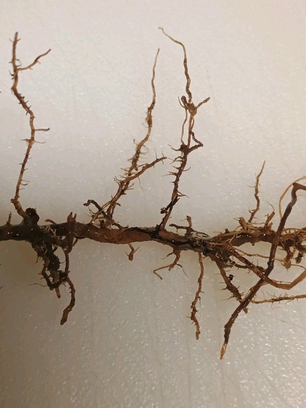2 Bamboo Roots 3″ Live Starter Plant Now Organic All Season Fast Tiki Ez Grower