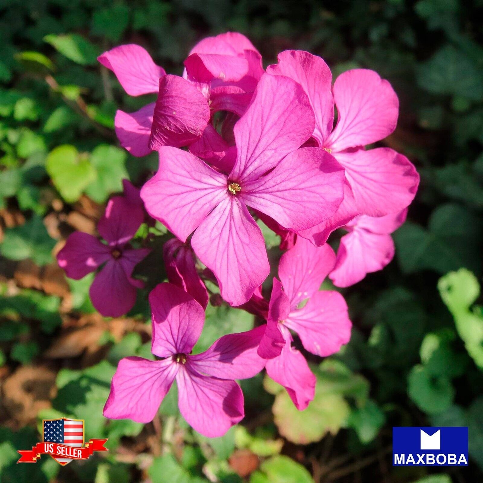 Fresh!!Lunaria biennis Seeds – Money Plant Non-GMO Garden