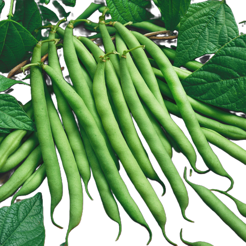 Blue Lake 274 Green Pod Bush Bean (Treated Seed) Free Shipping