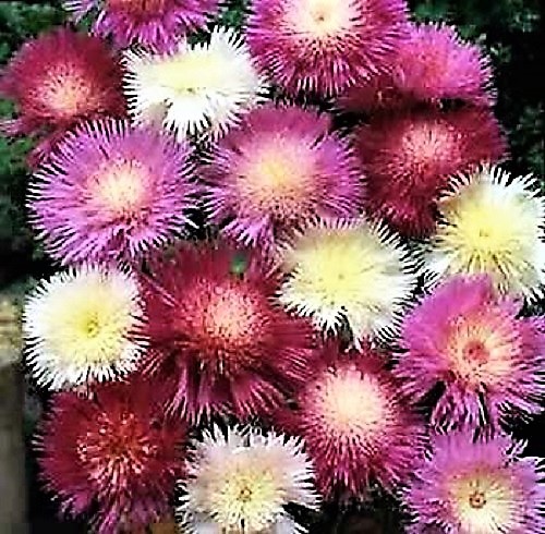 500 MIXED SWEET SULTAN Imperialis Mix Amberboa Moschata Centaurea Flower Seeds