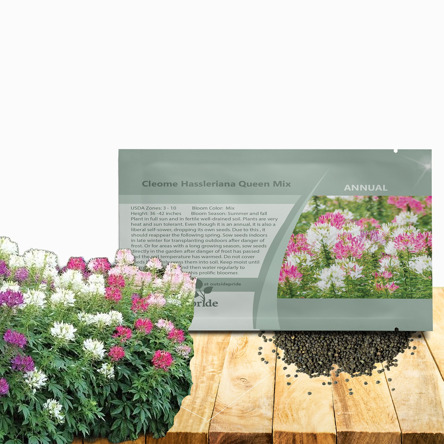 2000 Seeds Cleome Spider Flower Drought Resistant Plants For Xeriscape