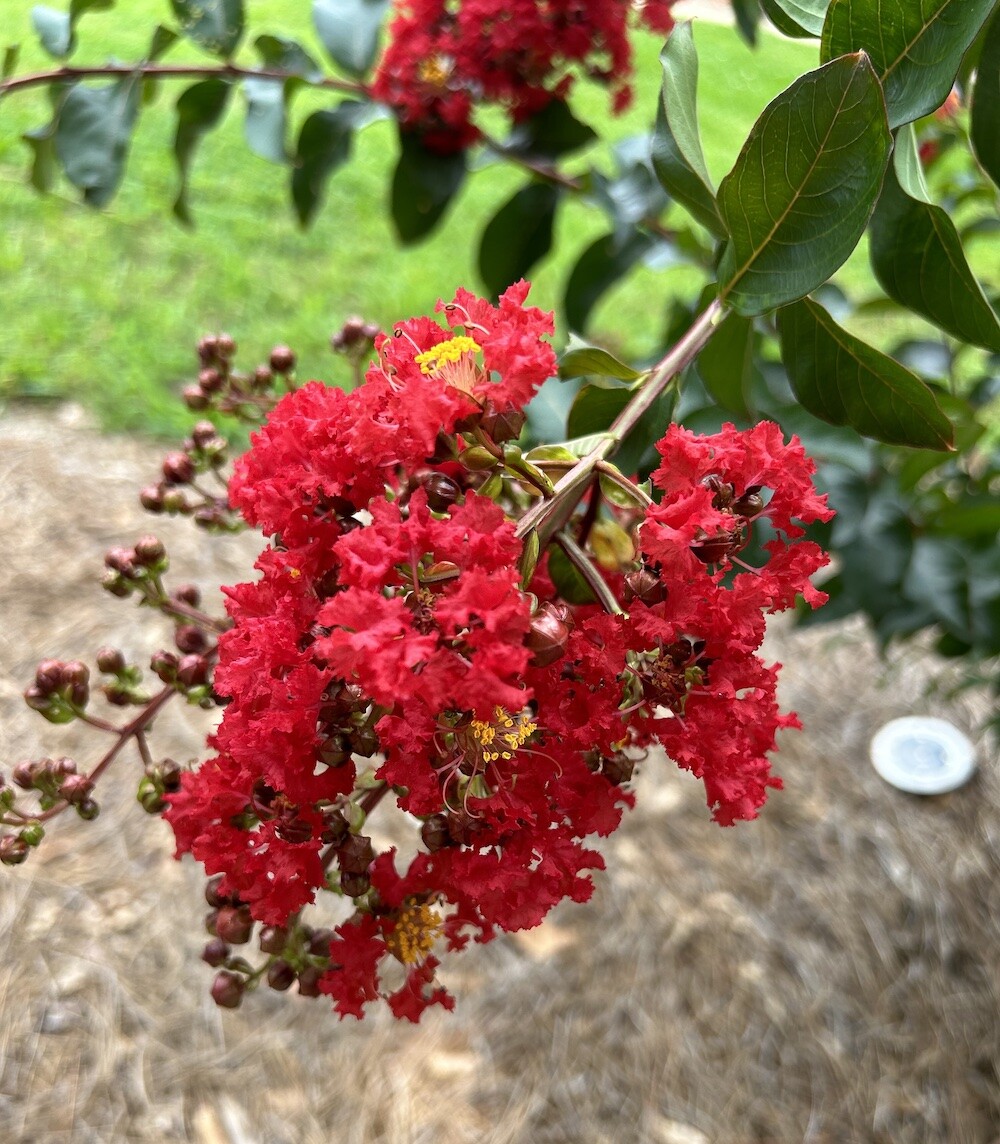 25pc CRAPE/CREPE MYRTLE SEEDS Garden Plant Flower Bloom USA seller FREE shipping