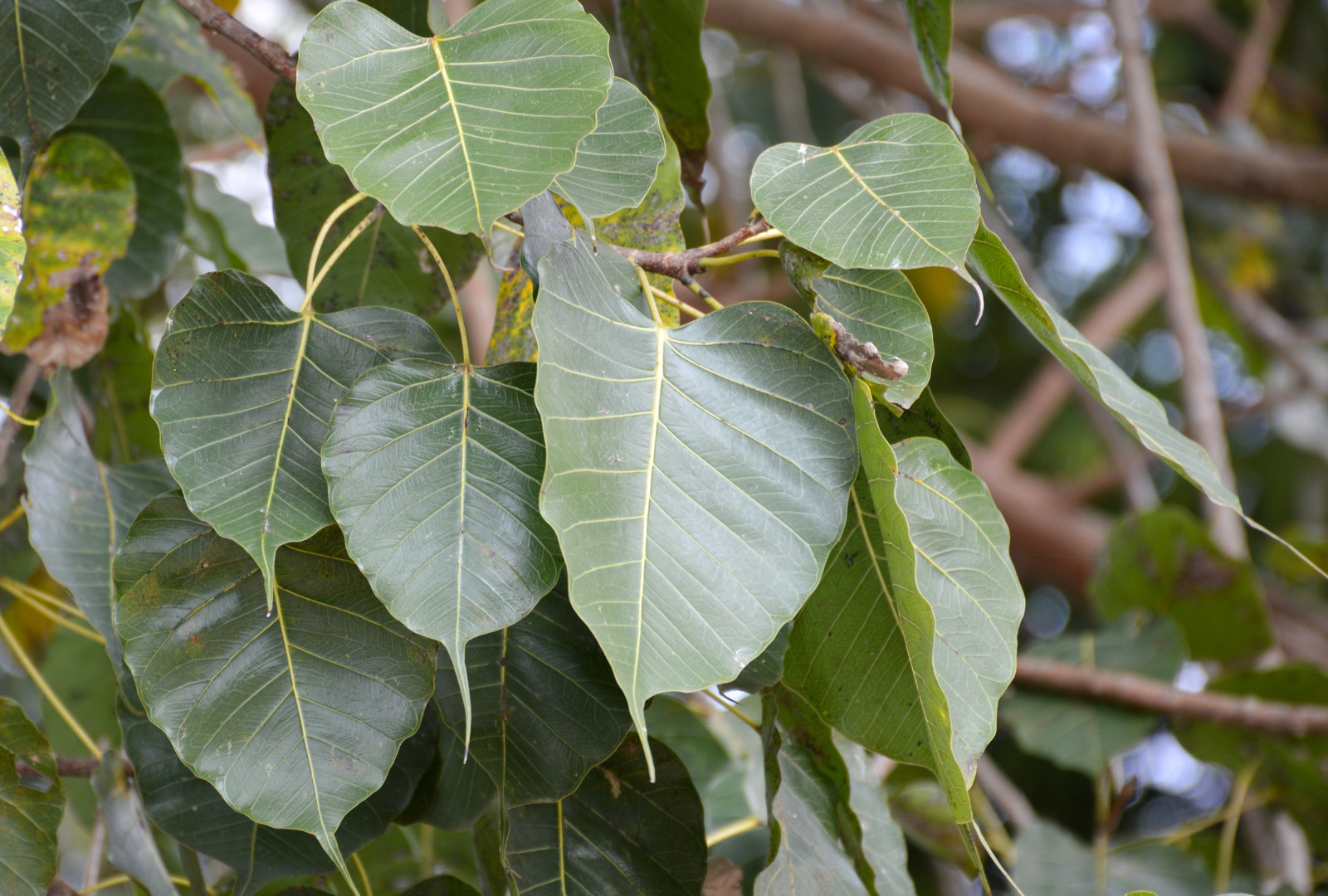 250+ Sacred Fig Tree Seeds – Peepul Tree (Ficus religiosa) – Bonsai & Ornamental